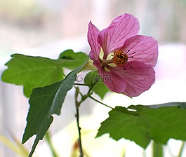 楓樹開花,容器廠,花園