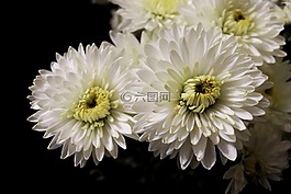 鮮花,白色,豐厚