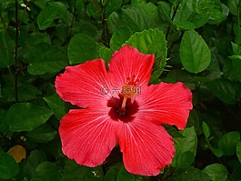 花,植物區(qū)系,自然