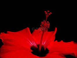 花,植物区系,黑