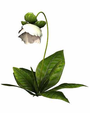 花,白,性質(zhì)