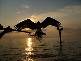 魚鷹,鳥,捕食者