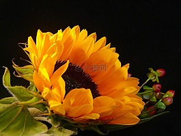 向日葵,季节,夏天