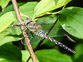 蜻蜓,昆蟲,關(guān)閉