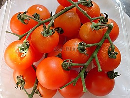 蕃茄,藤,蔬菜
