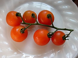 蕃茄,藤,蔬菜