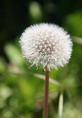 蒲公英,花,白