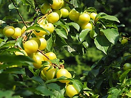 ringlotte,黃李子,水果