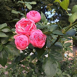玫瑰,鮮花,花的
