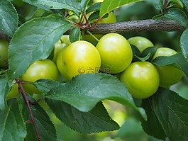 ringlotte,黃李子,水果