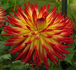花,紅色,黃色
