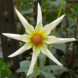 花,白,明星