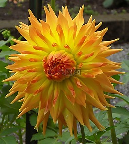 花,黃色,花的