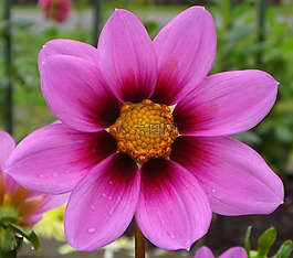 宇宙花,花,粉红色