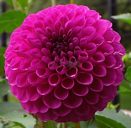 花,紫色,植物區(qū)系