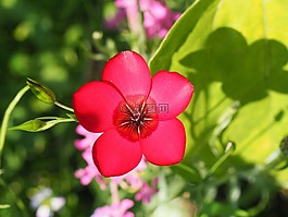 花,性質(zhì),粉紅色