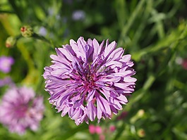 花,性質,紫