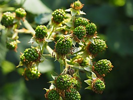 黑莓手機(jī),未成熟的,綠色