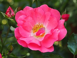 花,粉紅色,玫瑰