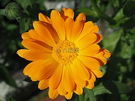 萬壽菊,橙,園藝