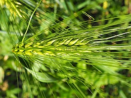 性質(zhì),大麥,谷物