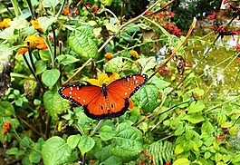 蝴蝶,花園,鮮花