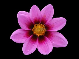 西北,宇宙,花