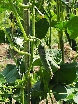 黃瓜,花園,綠色