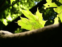 叶子,森林,花园的墙