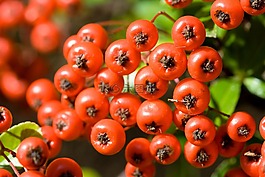 漿果,紅色,成熟