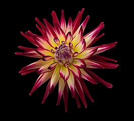 花,明星,美麗