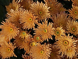 非洲菊,花,黃色