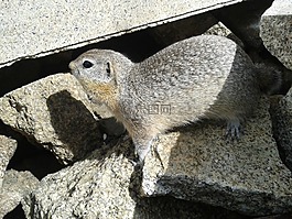 地鼠,嚙齒類動物,小動物