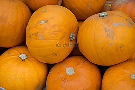 南瓜,萬圣節(jié),蔬菜