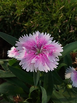花,粉紅色,白