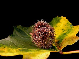 葉,植物區(qū)系,螺母