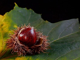 葉,植物區(qū)系,螺母