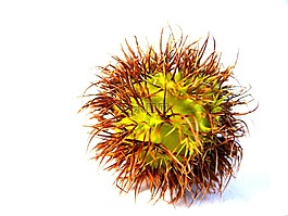 螺母,食品,秋