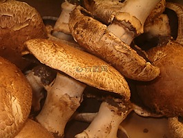 蘑菇,有機,美食