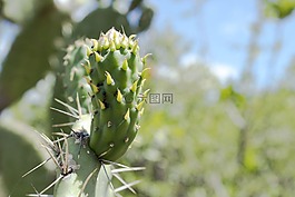花椒梨,水果,食品