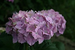 花,花園,hortenzia
