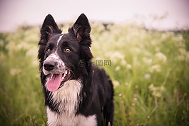 狗,夏天,邊境牧羊犬
