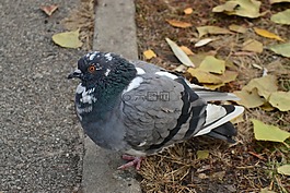 鴿子,秋季,葉子