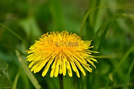 夏季,綠黨,特寫