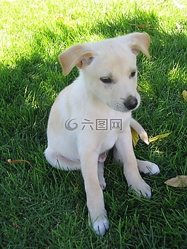 小狗,狗,實(shí)驗(yàn)室