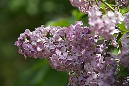 花,性質(zhì),夏季花卉