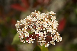 花,性質(zhì),夏季花卉