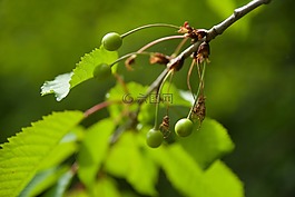 樹,水果,性質(zhì)