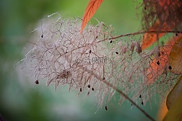 樹,性質(zhì),蓬松