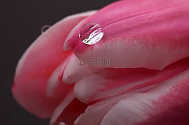 郁金香,水,下降